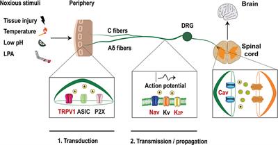 Lysophosphatidic Acid and Ion Channels as Molecular Mediators of Pain